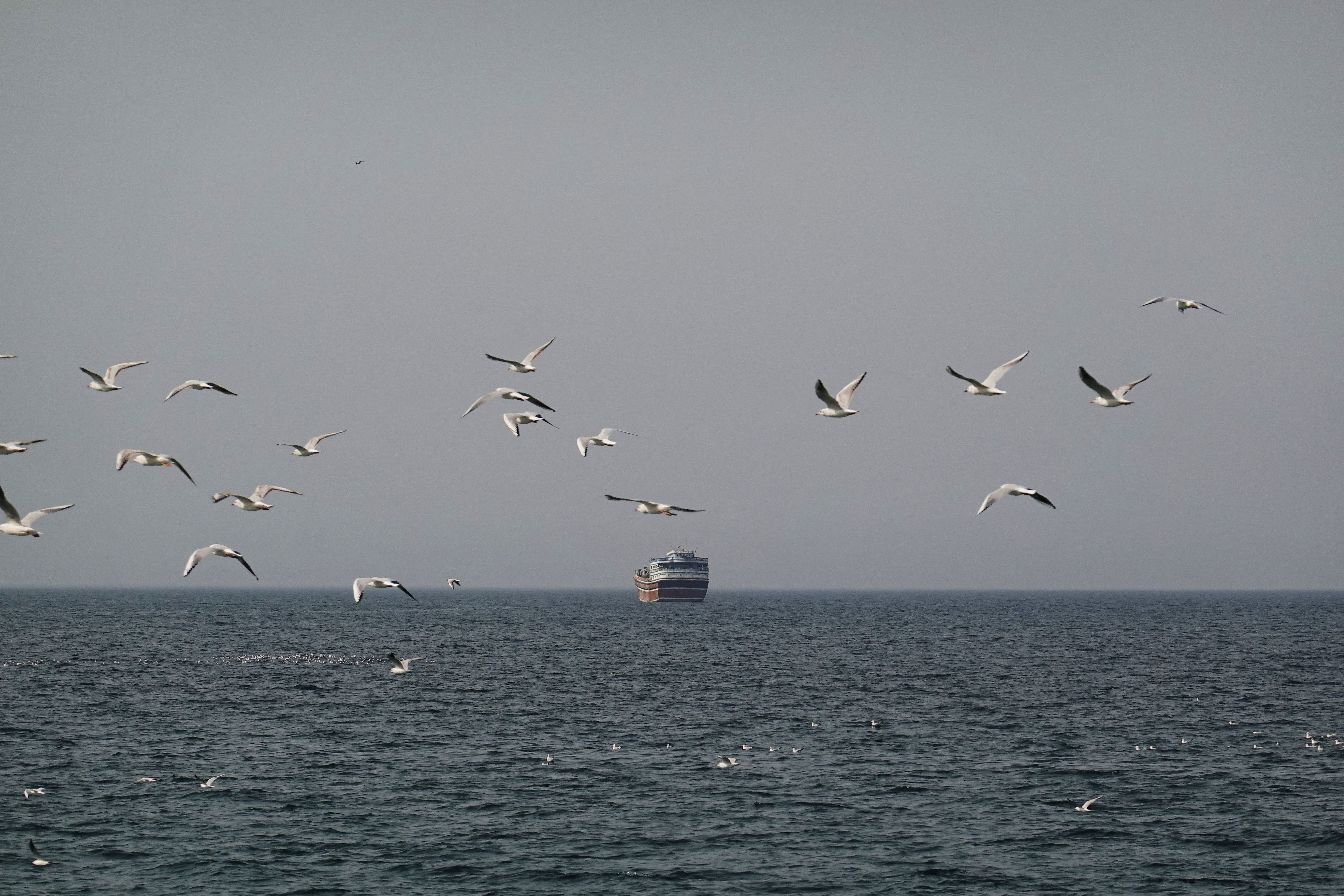 Birds fly near a boat in the Strait of Hormuz amid the US-Israeli conflict with Iran, as seen from Musandam, Oman, March 2, 2026. 