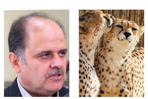 مقام محیط زیست: تلاش میکنیم پدر و مادر پیروز، تولهیوز ایرانی دوباره جفتگیری کنند