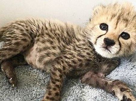 مقام سازمان محیط زیست: وضعیت تولهیوز پیروز نسبتا پایدار است اما تضمینی برای پایداری نیست