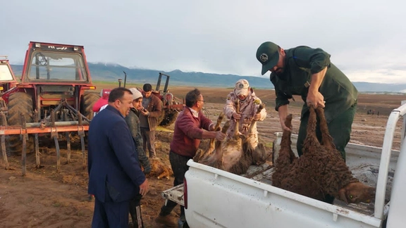 مدیر کل مدیریت بحران استانداری اردبیل: ۱۲۰۰ راس گوسفند بر اثر سیلاب تلف شد