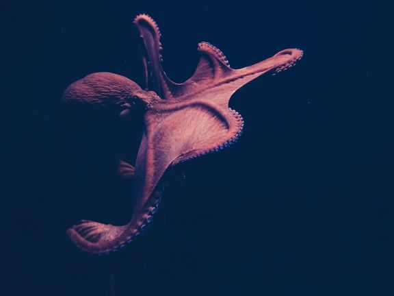 یک تحقیق در بریتانیا: هشتپاها، خرچنگها و شاهمیگوها میتوانند درد یا رنج را تجربه کنند