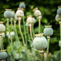 برنامه ۱۰ ساله سازمان سیا برای کاهش کیفیت خشخاش افغانستان فاش شد