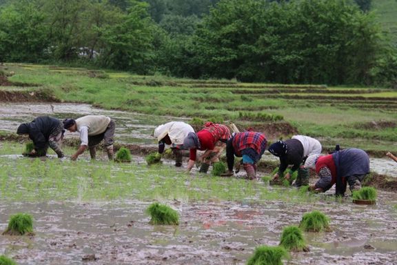 ادامه واکنشها به پرونده فساد چای؛ رونمایی از ابعاد وسیع تخلفات انجام شده