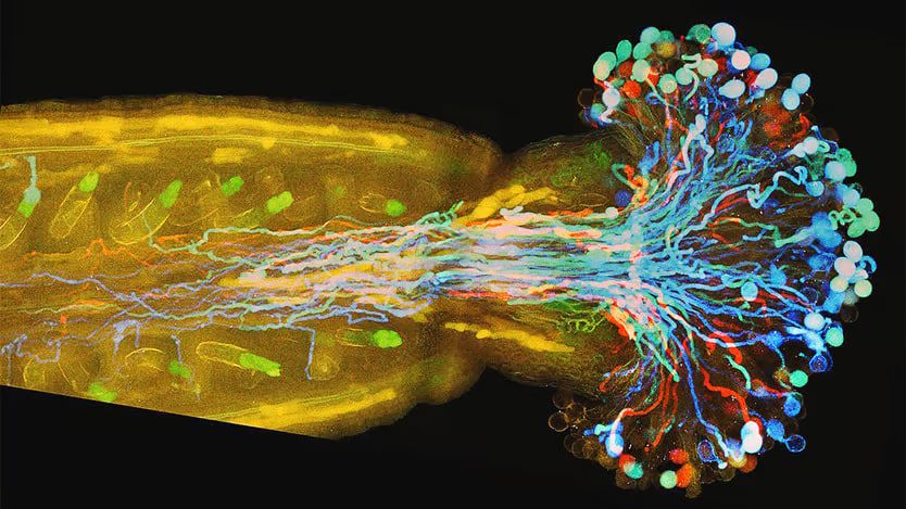 کشف جدید دانشمندان درباره فرایند شگفت‌انگیز تولیدمثل گل‌ها و گیاهان